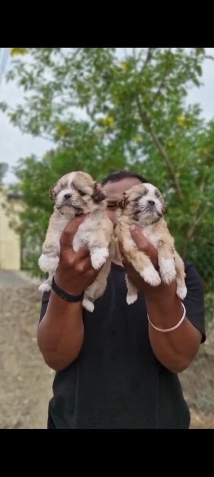 Buy Vaccinated  Shih Tzu Puppy from Hyderabad